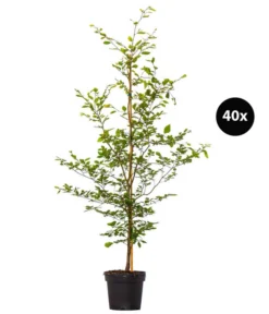 13 Meter Rotbuche, 40 X 175-200 Cm