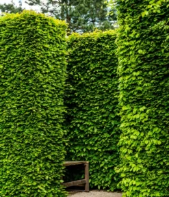 13 Meter Rotbuche, 40 X 175-200 Cm -Progarden Pflanzen Verkäufe 7185093 WE MO 002 RotbucheFagusSylvatica