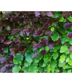 15 Meter Blutbuche ‘Purpurea‘, 60 X 125-150 Cm -Progarden Pflanzen Verkäufe 7185523 WE DE 001 FagusSylvaticaPurpureaRot 2