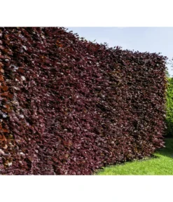 15 Meter Blutbuche ‘Purpurea‘, 60 X 125-150 Cm -Progarden Pflanzen Verkäufe 7185523 WE MO 001 FagusSylvaticaPurpureaLuckner 2