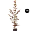 15 Meter Blutbuche ‘Purpurea‘, 60 X 125-150 Cm