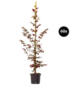 15 Meter Blutbuche ‘Purpurea‘, 60 X 125-150 Cm