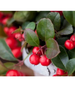 Rote Teppichbeere -Progarden Pflanzen Verkäufe 7192941 PR DE 001 ScheinbeereGaultheriaWunderlich