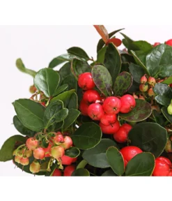 Rote Teppichbeere -Progarden Pflanzen Verkäufe 7192941 WE DE 001 GaultheriaProcumbensTeppichbeereDehnerExpressHerzig