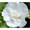 Hibiskus 'White Chiffon®' - Garten-Eibisch
