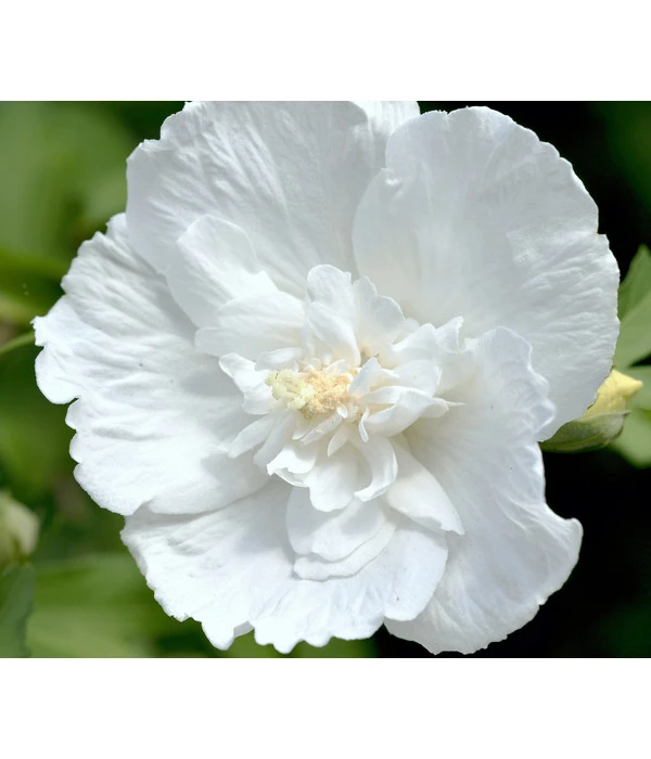 Hibiskus 'White Chiffon®' - Garten-Eibisch 1 Hibiskus 'White Chiffon®' - Garten-Eibisch