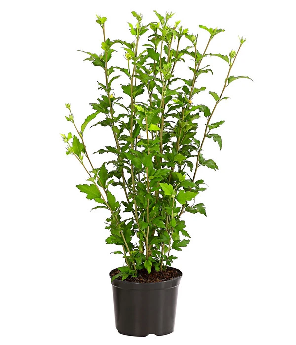 Hibiskus 'White Chiffon®' - Garten-Eibisch 2 Hibiskus 'White Chiffon®' - Garten-Eibisch – Bild 2