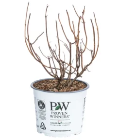 Schneeball-Hortensie 'Pink Annabelle®' -Progarden Pflanzen Verkäufe 7223878 WE FS 001 HydrangeaPinkAnnabel