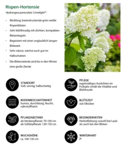 Rispen-Hortensie 'Limelight®' 12 Rispen-Hortensie 'Limelight®' -Progarden Pflanzen Verkäufe 7224165 WE IG 001 RispenHortensie
