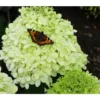 Rispen-Hortensie 'Limelight®'