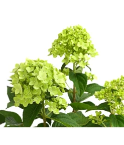Rispen-Hortensie 'Limelight®' 13 Rispen-Hortensie 'Limelight®' -Progarden Pflanzen Verkäufe 7224322 WE DE 001 HydrangeaRispenhortensieLimelight3LDehnerExpressHerzig