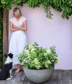 Rispen-Hortensie 'Limelight®' 9 Rispen-Hortensie 'Limelight®' -Progarden Pflanzen Verkäufe 7224322 WE MO 001 PaniculataRispenhortensie Hortensie