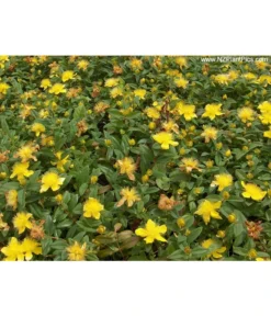 Niedriges Johanniskraut -Progarden Pflanzen Verkäufe 7227937 Bild 001 HypCalycinumAllgreen