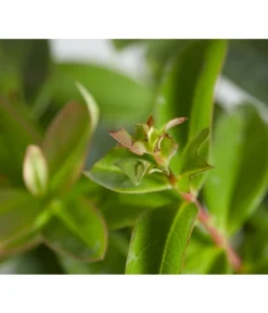 Niedriges Johanniskraut -Progarden Pflanzen Verkäufe 7227937 WE DE 001 HypericumCalycinumDehnerExpressZS