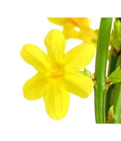 Winter-Jasmin -Progarden Pflanzen Verkäufe 7238652 PR DE 001 JasminiumNudiflorumDehnerExpressHerzig