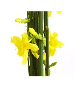 Progarden Pflanzen Verkäufe -Progarden Pflanzen Verkäufe 7238652 PR DE 001 JasminumNudiflorum4Eck2LDehnerExpressHerzig