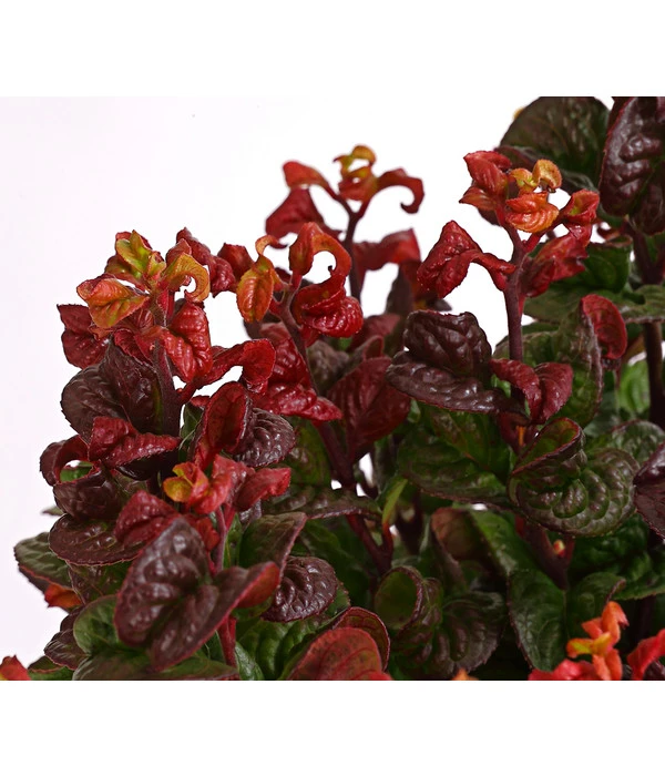 Traubenheide 'Curly Red' 2 Traubenheide 'Curly Red' – Bild 2