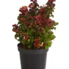 Traubenheide 'Curly Red'