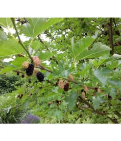 Schwarzer Maulbeerbaum