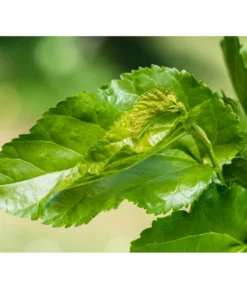 Schwarzer Maulbeerbaum -Progarden Pflanzen Verkäufe 7295439 PR DE 002 SchwarzerMaulbeerbaumMorusNigraPrivatgartenLucknerMai2017