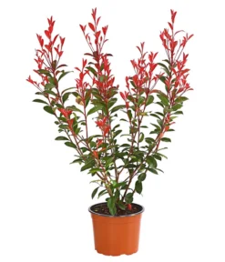 Purpur-Glanzmispel 'Glanzkopf'