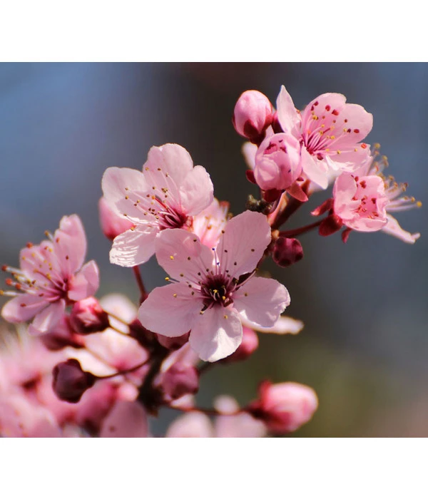 Blut-Pflaume 'Nigra' 1 Blut-Pflaume 'Nigra'