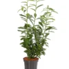 Kirschlorbeer 'Genolia'