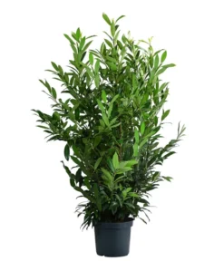 Kirschlorbeer 'Herbergii'