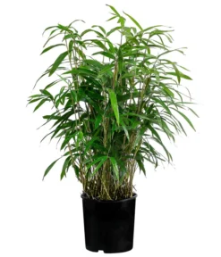 Japanischer Pfeilbambus