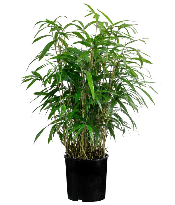 Japanischer Pfeilbambus 1 Japanischer Pfeilbambus