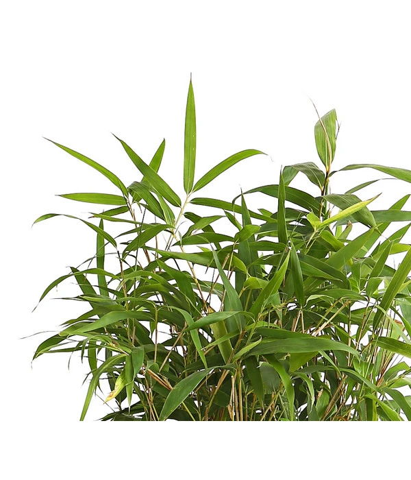 Japanischer Pfeilbambus 2 Japanischer Pfeilbambus – Bild 2