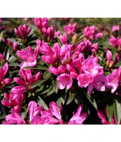 Rhododendron 'Graziella'