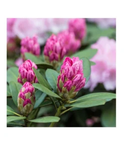 Rhododendron, 10 L -Progarden Pflanzen Verkäufe 7431885 PR DE 017 RhododendronRosaLuckner