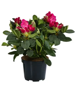 Rhododendron, 10 L