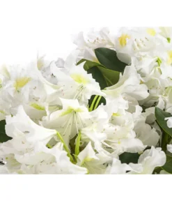 Rhododendron, 5 L -Progarden Pflanzen Verkäufe 7441165 WE DE 001 RhododendronWeiss5L