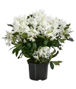Rhododendron, 5 L