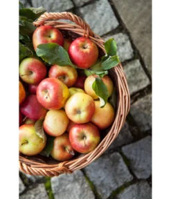 Dehner Gartenkorb -Progarden Pflanzen Verkäufe 745141 WE MO 001 GartenkorbNaturGesotten