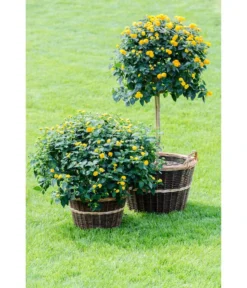 Dehner Gartenkorb -Progarden Pflanzen Verkäufe 745141 WE MO 003 Weidenkorb35