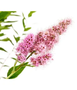 Kolbenspiere 'Triumphans' -Progarden Pflanzen Verkäufe 7483472 WE DE 001 SpiraeaTriumphansKolbenspiere5LDehnerExpressHerzig