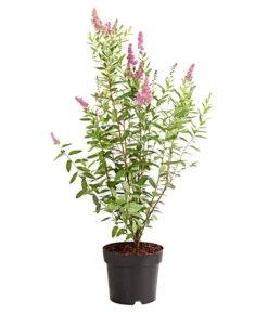 Progarden Pflanzen Verkäufe -Progarden Pflanzen Verkäufe 7483472 WE FS 001 SpiraeaTriumphansKolbenspiere5LDehnerExpressHerzig