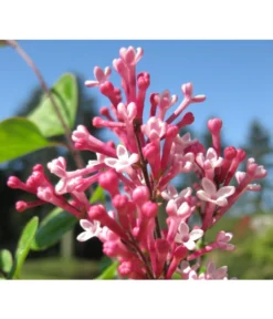 Zwerg-Duftflieder 'Tinkerbelle' -Progarden Pflanzen Verkäufe 7489156 BildD 001 ZwergDuftfliederTinkerbelleSyrTinkerbelle