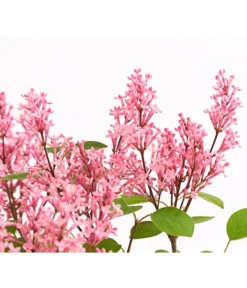 Zwerg-Duftflieder 'Tinkerbelle' -Progarden Pflanzen Verkäufe 7489156 WE DE 003 SyringaFliederTinkerbelle3LDehnerExpressHerzig