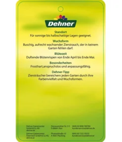 Flieder 'Charles Joly' 7 Flieder 'Charles Joly' -Progarden Pflanzen Verkäufe 7492671 FliederCharlesJoy Etikett 2