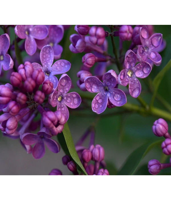 Flieder 'Charles Joly' 1 Flieder 'Charles Joly'