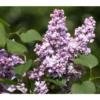 Flieder 'Michel Buchner'
