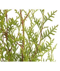8 Meter Lebensbaum 'Brabant', 20 X Ca. 125-150 Cm -Progarden Pflanzen Verkäufe 7511009 WE DE 001 LebensbaumThujaOccidentalisBrabant3L