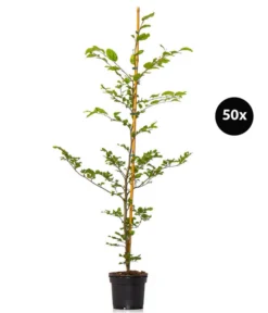 10 Meter Rotbuche, 50 X Ca. 100-125 Cm