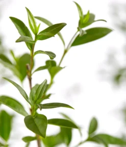 6 Meter Gemeiner Liguster, 12 X Ca. 150-175 Cm -Progarden Pflanzen Verkäufe 7548373 7548373 7548399 7548407 7548415 7548423 WE DE 001 GemeinerLiguster