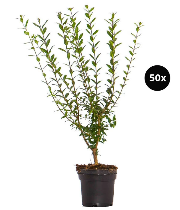 12,5 Meter Wintergrüner Liguster 'Atrovirens', 50 X Ca. 60-100 Cm 1 12,5 Meter Wintergrüner Liguster 'Atrovirens', 50 X Ca. 60-100 Cm