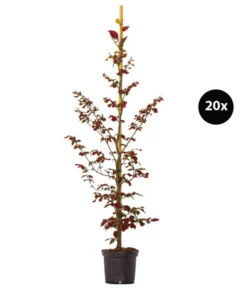 6 Meter Blutbuche 'Purpurea', 20 X Ca. 150-175 Cm